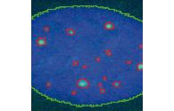 Scan^R application image - immunofluorescence
